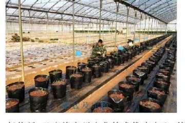 大番茄盆栽怎么病虫害防治的方法