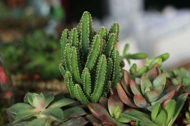 大戟属多肉花卉的观赏价值及形态结构