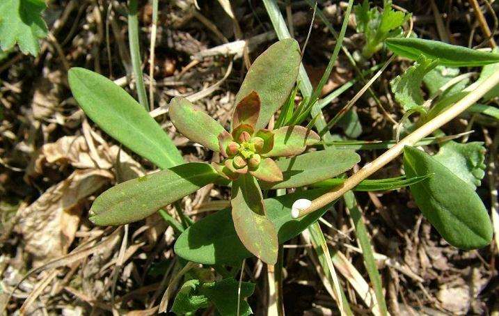 大戟属多肉花卉的观赏价值及形态结构