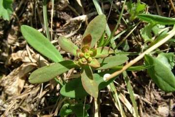 大戟属多肉花卉的观赏价值及形态结构