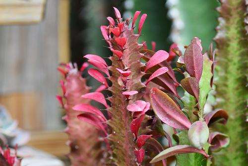 多肉植物组织培养研究进展怎么样 图片