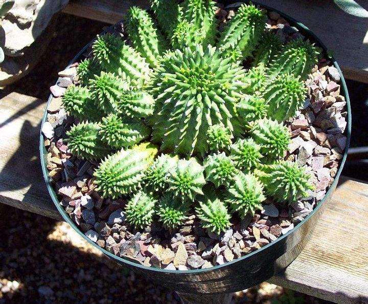 大戟科多肉植物外植体及消毒的相关研究