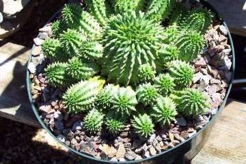 大戟科多肉植物外植体及消毒的相关研究