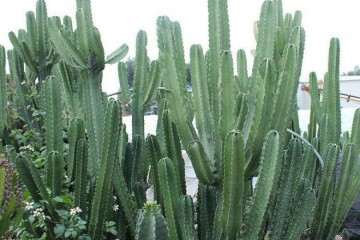 大戟科多肉植物芽诱导相关研究 图片