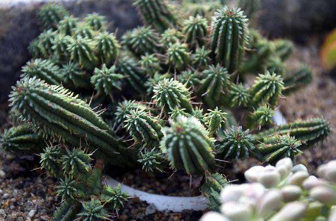 多肉植物怎么矮化研究进展 图片