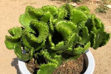 多肉植物生长延缓剂种类有哪些 图片