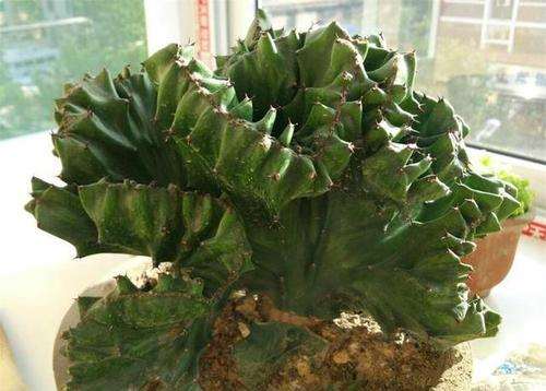 大戟多肉植株离体培养的试验研宄