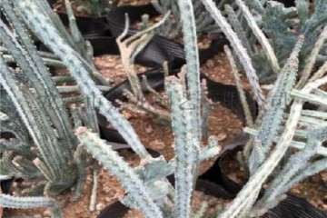 外植体灭菌处理对大戟多肉有什么影响