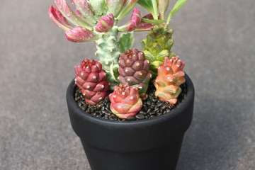 大戟多肉种植株生根及驯化培养研究