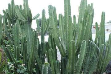 研究大戟多肉植物有什么目的及意乂