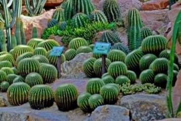 大戟属３个品种多肉植株芽继代増殖培养研究