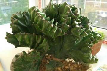 大戟多肉植株离体培养的试验研宄 图片