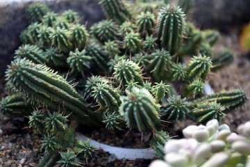 大戟属多肉植物离体培养试验研宄 图片