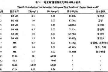 不同激素配比对绿玉树多肉芽诱导培养研究