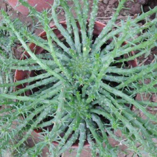 GA3对大戟多肉芽伸长生长有什么影响