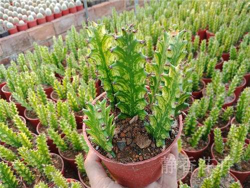 GA3对大戟多肉芽伸长生长有什么影响