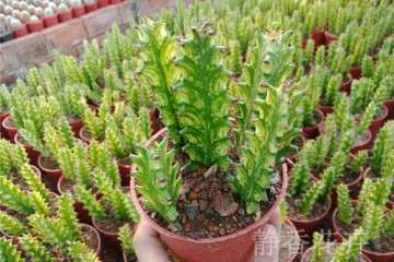 GA3对大戟多肉芽伸长生长有什么影响