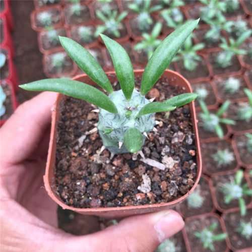 大戟多肉植株矮化与株型调控研究