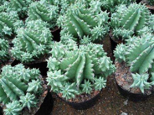 大戟多肉植株矮化与株型调控研究