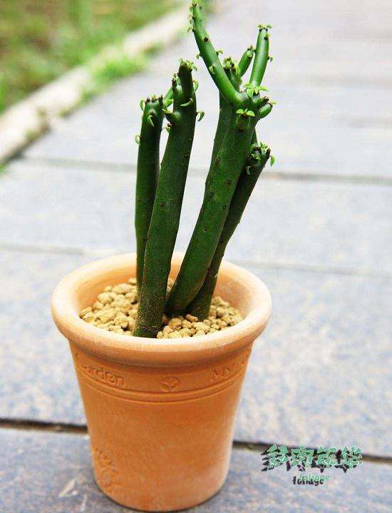 大戟多肉植株矮化与株型调控研究