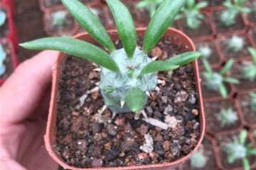 3个品种大戟多肉植株矮化与株型调控研究