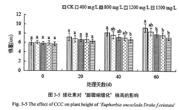 植物生长延缓剂对膨珊瑚多肉缀化株高的影响