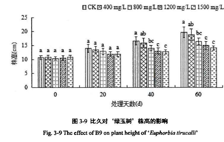 植物生长延缓剂对绿玉树多肉株高的影响