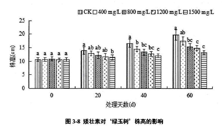 植物生长延缓剂对绿玉树多肉株高的影响