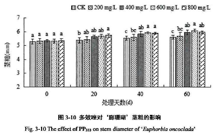 植物生长延缓剂对膨珊瑚多肉茎粗的影响