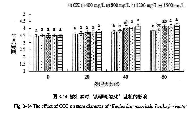 植物生长延缓剂对膨珊瑚多肉缀化的影响