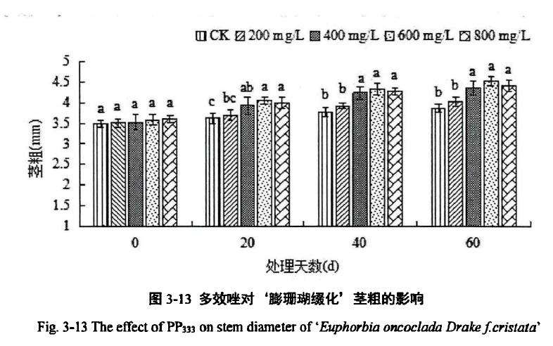 植物生长延缓剂对膨珊瑚多肉缀化的影响