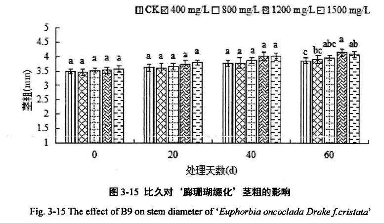 植物生长延缓剂对膨珊瑚多肉缀化的影响