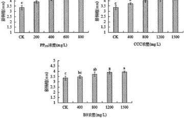 植物生长延缓剂对绿玉树多肉新梢粗的影响
