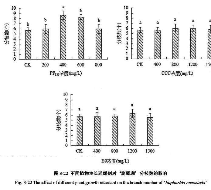 植物生长延缓剂对膨珊瑚多肉分枝数的影响