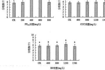 植物生长延缓剂对膨珊瑚多肉分枝数的影响