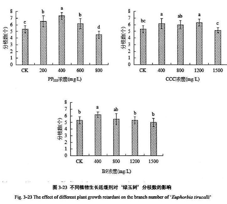 植物生长延缓剂对绿玉树多肉分枝数的影响