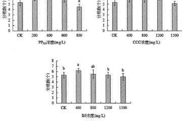 植物生长延缓剂对绿玉树多肉分枝数的影响