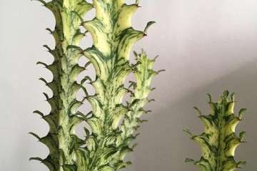 植物生长调节剂对大戟多肉有什么影响