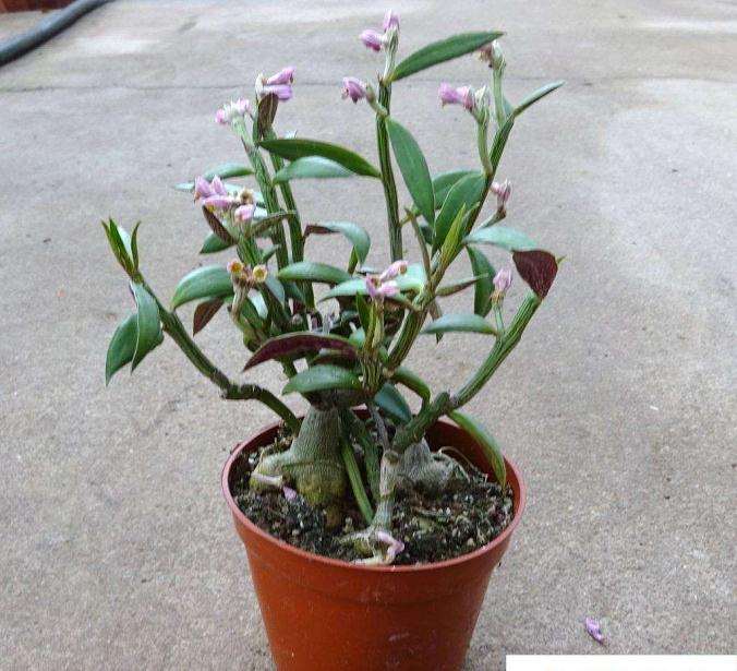 多效唑对大戟属多肉株型调控生理特征的影响