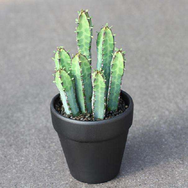 多效唑对大戟属多肉株型调控生理特征的影响