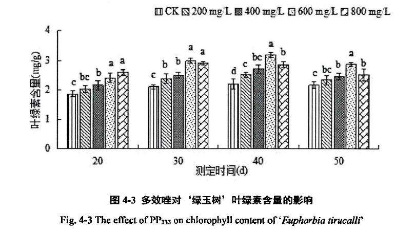 多效唑对膨珊瑚多肉叶绿素含量的影响