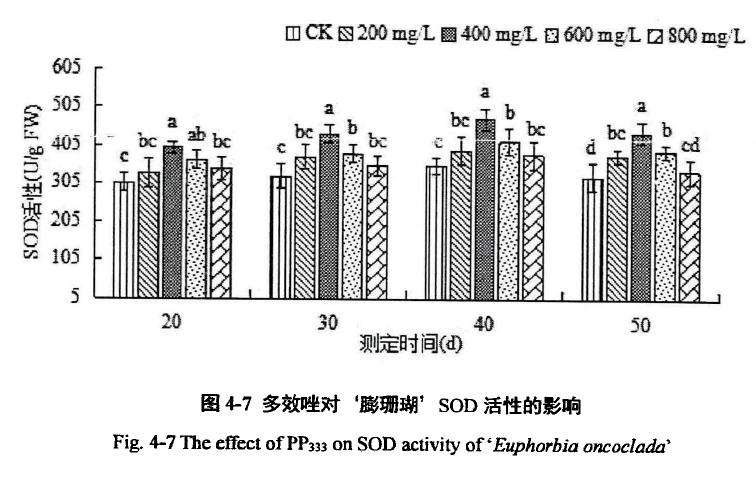 多效唑对膨珊瑚多肉超氧化物歧化酶活性的影响