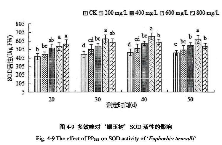 多效唑对膨珊瑚多肉超氧化物歧化酶活性的影响