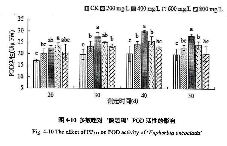 多效唑对膨珊瑚多肉植株过氧化物酶活性的影响