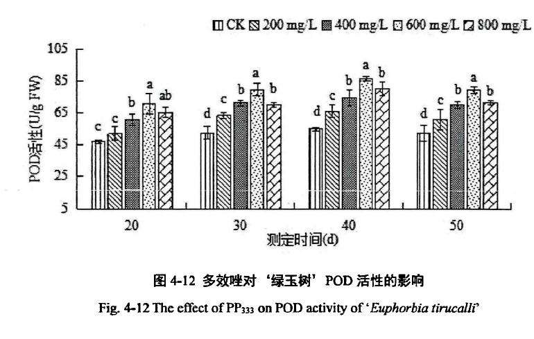 多效唑对膨珊瑚多肉植株过氧化物酶活性的影响