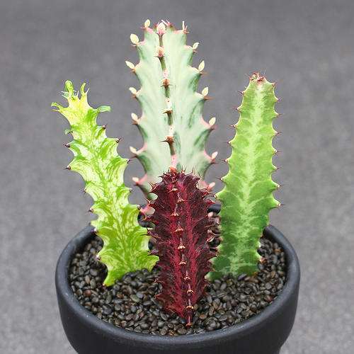 PP333处理可改善大戟多肉植株的生长特性