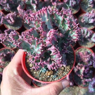 大戟多肉植株矮化与株型调控试验研究