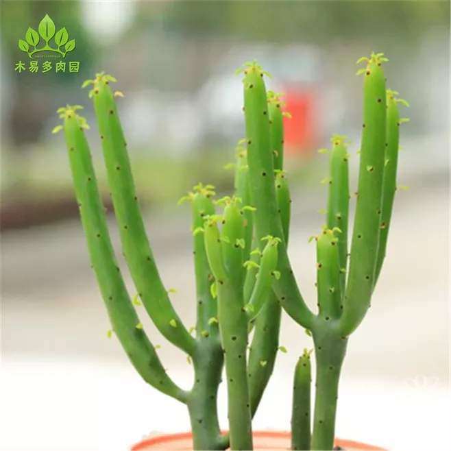 大戟多肉植株矮化与株型调控试验研究