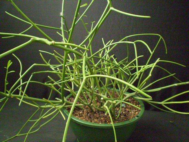 多效挫对大戟多肉品种株型调控生理的影响