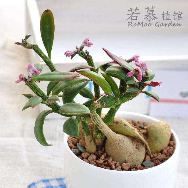 多效挫对大戟多肉品种株型调控生理的影响